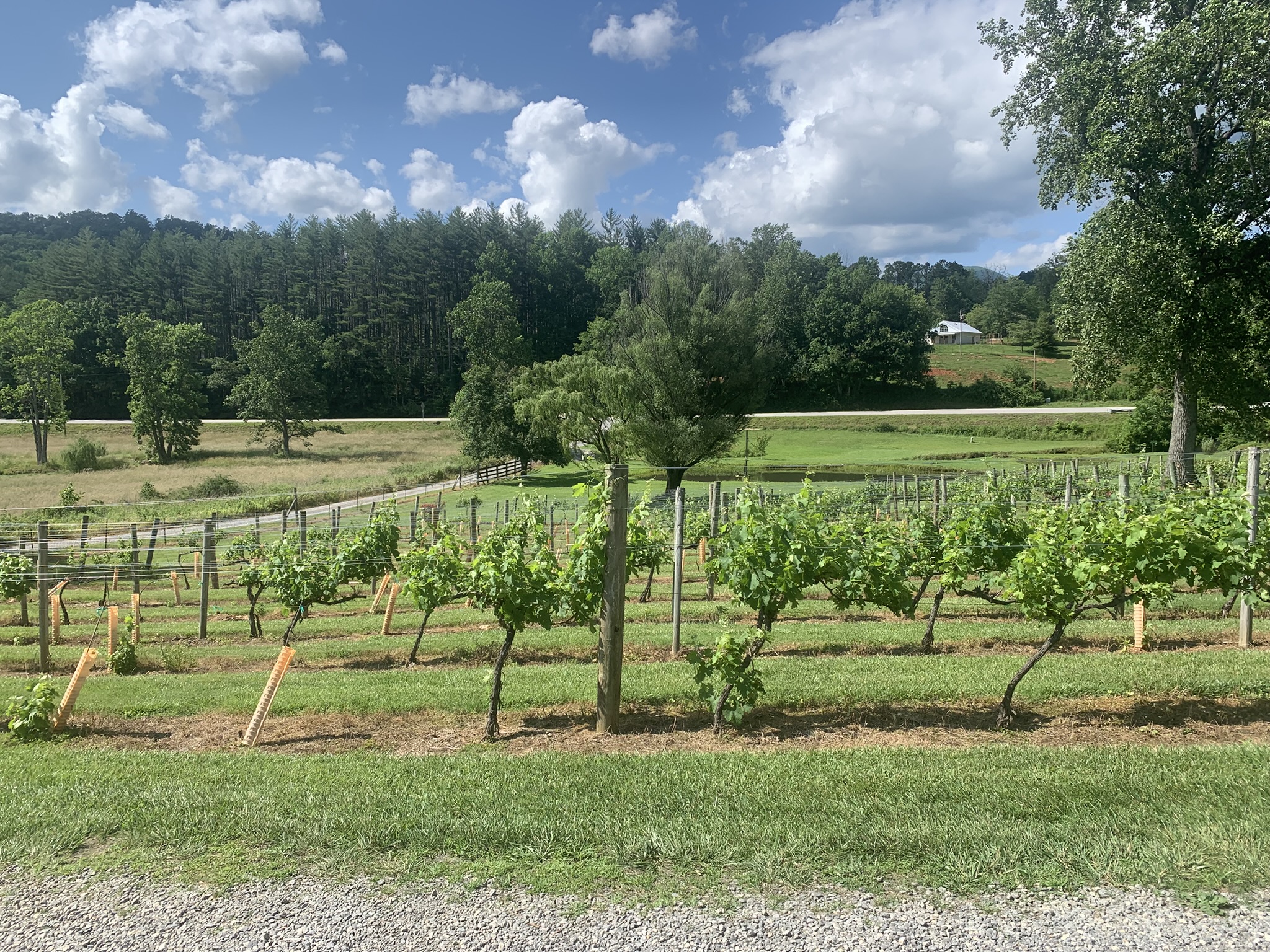 Hightower Creek Vineyards – Winery Review (Hiawassee, Georgia)