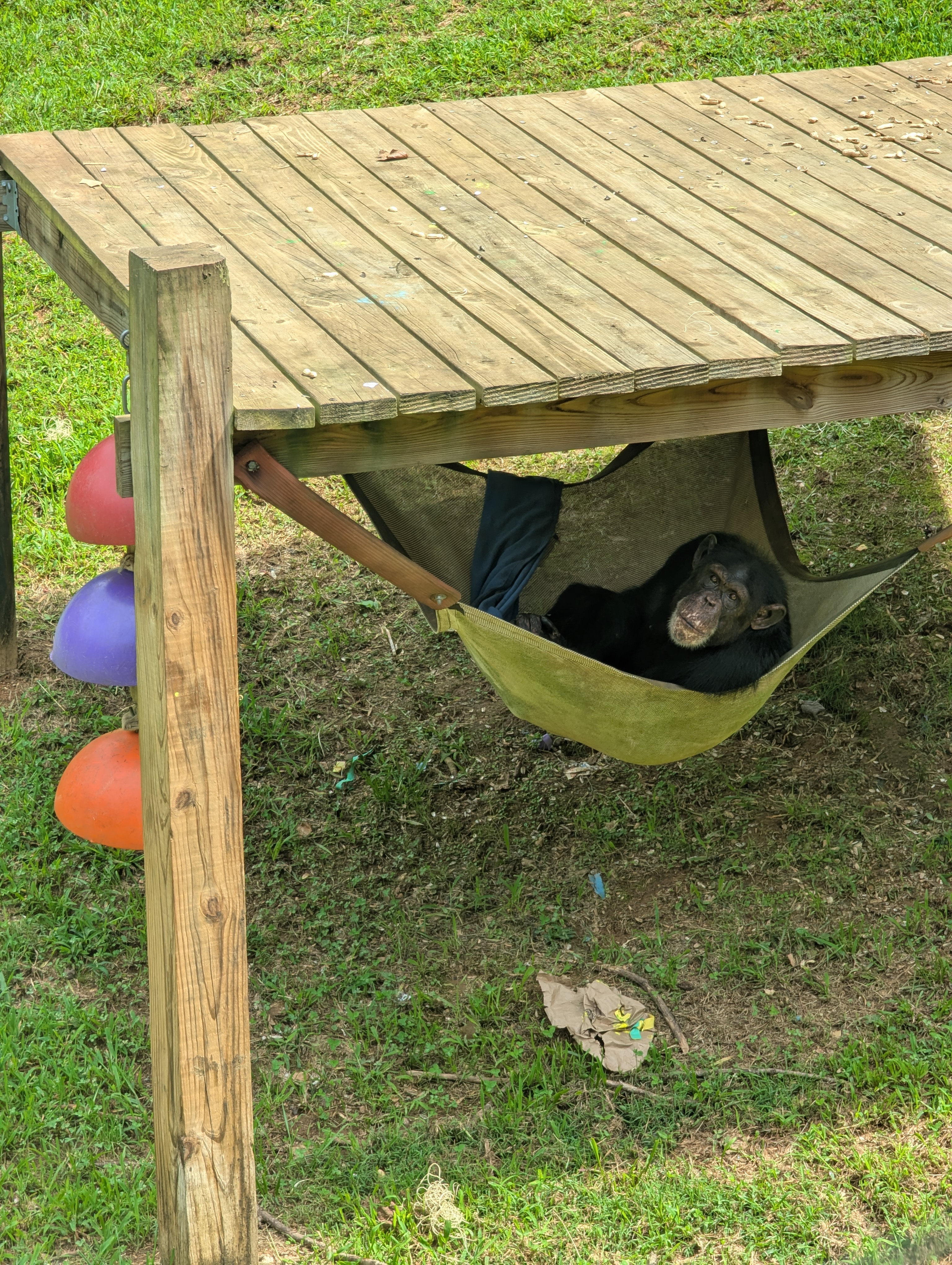 Project Chimps – an inspiration and wonder near Blue Ridge, Georgia